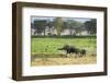 Kenya, Amboseli National Park, Elephant Mother Playing with Dust with Calf-Thibault Van Stratum-Framed Photographic Print