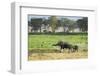 Kenya, Amboseli National Park, Elephant Mother Playing with Dust with Calf-Thibault Van Stratum-Framed Photographic Print