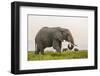 Kenya, Amboseli National Park, Elephant-Alison Jones-Framed Photographic Print