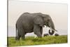 Kenya, Amboseli National Park, Elephant-Alison Jones-Stretched Canvas
