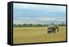 Kenya, Amboseli National Park, Elephants in Family in Front of Clouded Kilimanjaro-Thibault Van Stratum-Framed Stretched Canvas