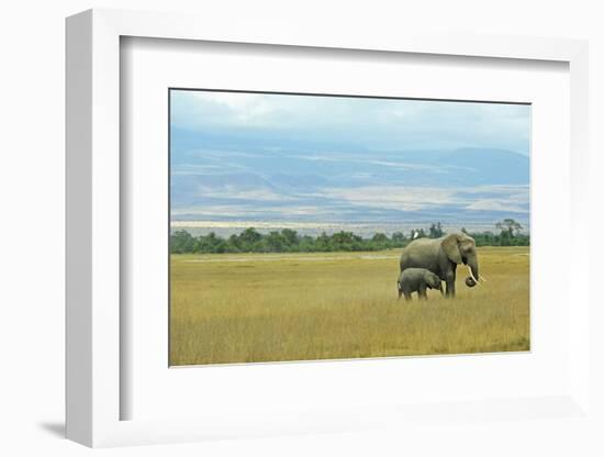 Kenya, Amboseli National Park, Elephants in Family in Front of Clouded Kilimanjaro-Thibault Van Stratum-Framed Photographic Print