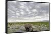 Kenya, Amboseli National Park, Elephants in Wet Grassland in Cloudy Weather-Anthony Asael-Framed Stretched Canvas