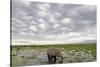 Kenya, Amboseli National Park, Elephants in Wet Grassland in Cloudy Weather-Anthony Asael-Stretched Canvas