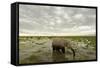 Kenya, Amboseli National Park, Elephants in Wet Grassland in Cloudy Weather-Anthony Asael-Framed Stretched Canvas