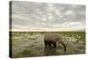 Kenya, Amboseli National Park, Elephants in Wet Grassland in Cloudy Weather-Anthony Asael-Stretched Canvas