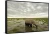 Kenya, Amboseli National Park, Elephants in Wet Grassland in Cloudy Weather-Anthony Asael-Framed Stretched Canvas