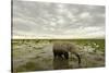 Kenya, Amboseli National Park, Elephants in Wet Grassland in Cloudy Weather-Anthony Asael-Stretched Canvas