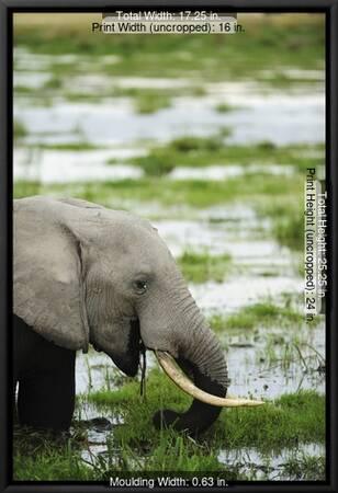 what color are elephants when wet