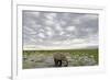 Kenya, Amboseli National Park, Elephants in Wet Grassland in Cloudy Weather-Anthony Asael-Framed Photographic Print