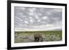 Kenya, Amboseli National Park, Elephants in Wet Grassland in Cloudy Weather-Anthony Asael-Framed Photographic Print