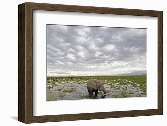 Kenya, Amboseli National Park, Elephants in Wet Grassland in Cloudy Weather-Anthony Asael-Framed Photographic Print