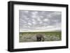 Kenya, Amboseli National Park, Elephants in Wet Grassland in Cloudy Weather-Anthony Asael-Framed Photographic Print