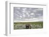 Kenya, Amboseli National Park, Elephants in Wet Grassland in Cloudy Weather-Anthony Asael-Framed Photographic Print