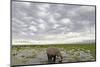 Kenya, Amboseli National Park, Elephants in Wet Grassland in Cloudy Weather-Anthony Asael-Mounted Photographic Print