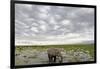 Kenya, Amboseli National Park, Elephants in Wet Grassland in Cloudy Weather-Anthony Asael-Framed Photographic Print