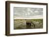 Kenya, Amboseli National Park, Elephants in Wet Grassland in Cloudy Weather-Anthony Asael-Framed Photographic Print