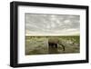 Kenya, Amboseli National Park, Elephants in Wet Grassland in Cloudy Weather-Anthony Asael-Framed Photographic Print