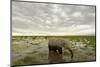 Kenya, Amboseli National Park, Elephants in Wet Grassland in Cloudy Weather-Anthony Asael-Mounted Photographic Print