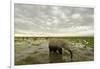 Kenya, Amboseli National Park, Elephants in Wet Grassland in Cloudy Weather-Anthony Asael-Framed Photographic Print