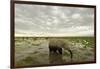 Kenya, Amboseli National Park, Elephants in Wet Grassland in Cloudy Weather-Anthony Asael-Framed Photographic Print