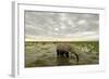 Kenya, Amboseli National Park, Elephants in Wet Grassland in Cloudy Weather-Anthony Asael-Framed Photographic Print