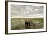 Kenya, Amboseli National Park, Elephants in Wet Grassland in Cloudy Weather-Anthony Asael-Framed Photographic Print