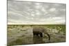 Kenya, Amboseli National Park, Elephants in Wet Grassland in Cloudy Weather-Anthony Asael-Mounted Photographic Print