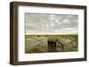 Kenya, Amboseli National Park, Elephants in Wet Grassland in Cloudy Weather-Anthony Asael/Art in All of Us-Framed Photographic Print