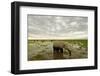 Kenya, Amboseli National Park, Elephants in Wet Grassland in Cloudy Weather-Anthony Asael/Art in All of Us-Framed Photographic Print