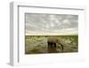 Kenya, Amboseli National Park, Elephants in Wet Grassland in Cloudy Weather-Anthony Asael/Art in All of Us-Framed Photographic Print