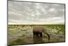 Kenya, Amboseli National Park, Elephants in Wet Grassland in Cloudy Weather-Anthony Asael/Art in All of Us-Mounted Photographic Print