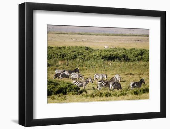 Kenya, Amboseli National Park, Group of Zebras-Anthony Asael-Framed Premium Photographic Print