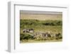 Kenya, Amboseli National Park, Group of Zebras-Anthony Asael-Framed Premium Photographic Print
