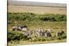 Kenya, Amboseli National Park, Group of Zebras-Anthony Asael-Stretched Canvas