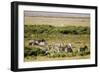 Kenya, Amboseli National Park, Group of Zebras-Anthony Asael-Framed Photographic Print