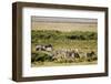 Kenya, Amboseli National Park, Group of Zebras-Anthony Asael-Framed Photographic Print