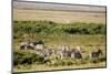 Kenya, Amboseli National Park, Group of Zebras-Anthony Asael-Mounted Photographic Print