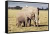 Kenya, Amboseli National Park, Mother Elephant with Young-Kent Foster-Framed Stretched Canvas