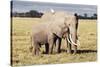 Kenya, Amboseli National Park, Mother Elephant with Young-Kent Foster-Stretched Canvas