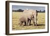 Kenya, Amboseli National Park, Mother Elephant with Young-Kent Foster-Framed Photographic Print