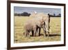 Kenya, Amboseli National Park, Mother Elephant with Young-Kent Foster-Framed Photographic Print