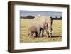 Kenya, Amboseli National Park, Mother Elephant with Young-Kent Foster-Framed Photographic Print