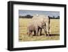 Kenya, Amboseli National Park, Mother Elephant with Young-Kent Foster-Framed Photographic Print