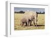 Kenya, Amboseli National Park, Mother Elephant with Young-Kent Foster-Framed Photographic Print