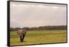 Kenya, Amboseli National Park, One Female Elephant in Grassland in Cloudy Weather-Thibault Van Stratum-Framed Stretched Canvas