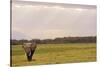 Kenya, Amboseli National Park, One Female Elephant in Grassland in Cloudy Weather-Thibault Van Stratum-Stretched Canvas