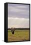 Kenya, Amboseli National Park, One Female Elephant in Grassland in Cloudy Weather-Anthony Asael-Framed Stretched Canvas