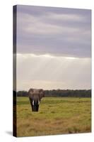 Kenya, Amboseli National Park, One Female Elephant in Grassland in Cloudy Weather-Anthony Asael-Stretched Canvas