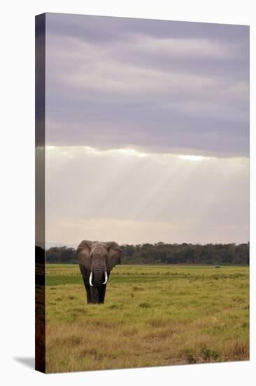 Kenya, Amboseli National Park, One Female Elephant in Grassland in Cloudy Weather-Anthony Asael-Stretched Canvas